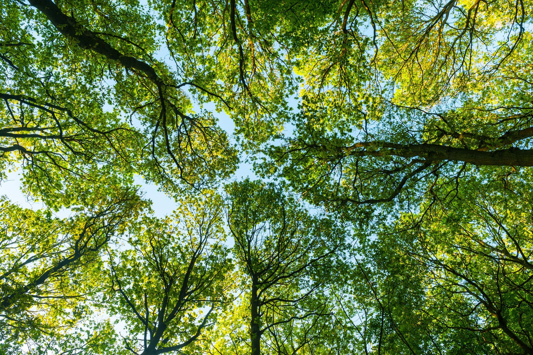Planting More Than Trees: Our Journey with Ecologi