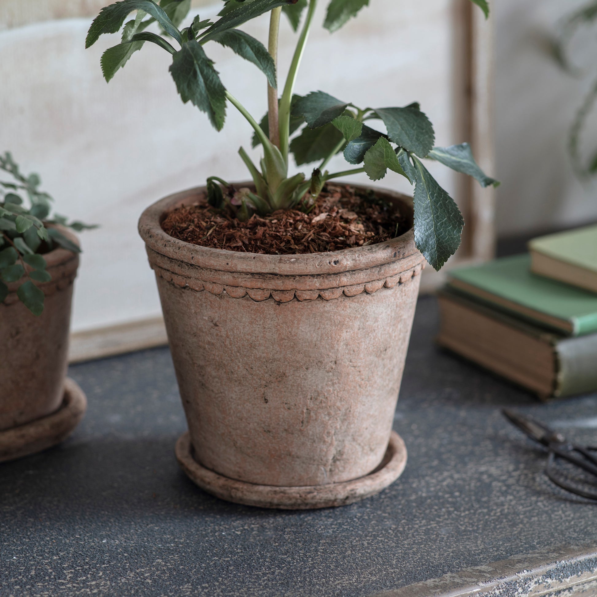 Milston Planter