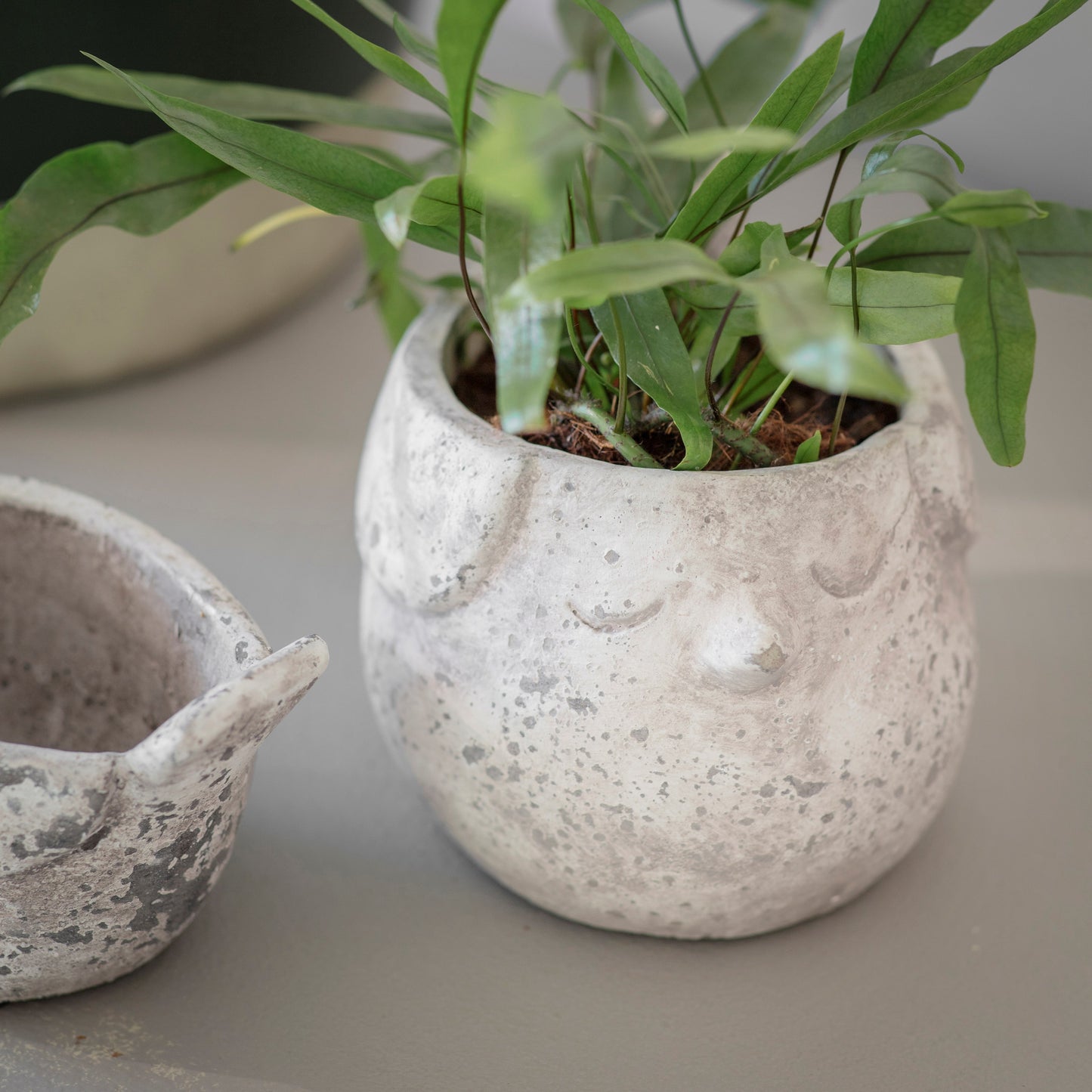 Birkdale Bird Planter