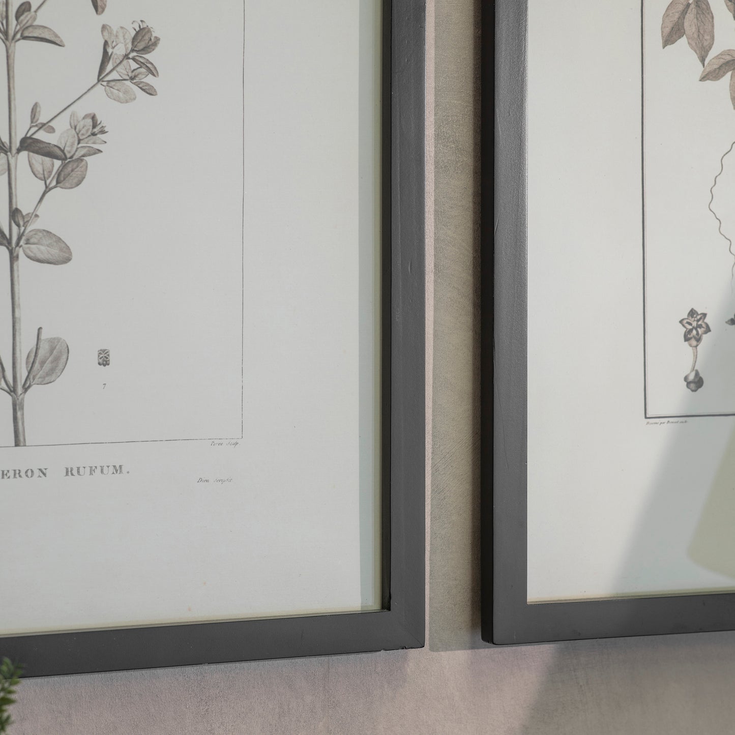 Ashmore Set of 2 Rufum and Chilli Framed Prints