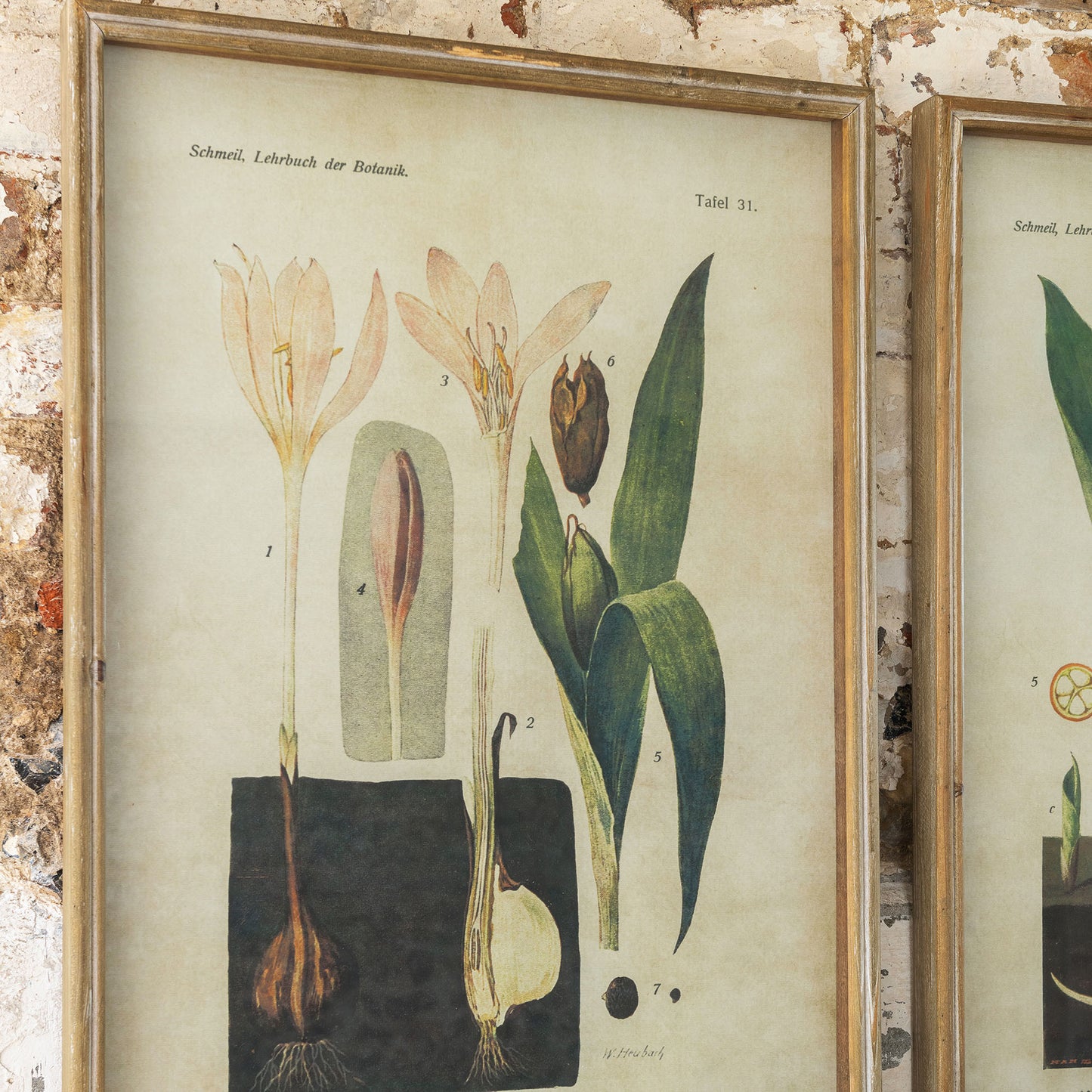 Brookby Set of 2 Lily and Crocus Framed Prints