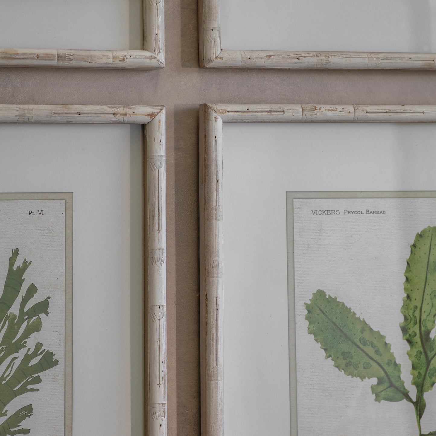 Ormington Set of 6 Aloe and Algae Framed Prints