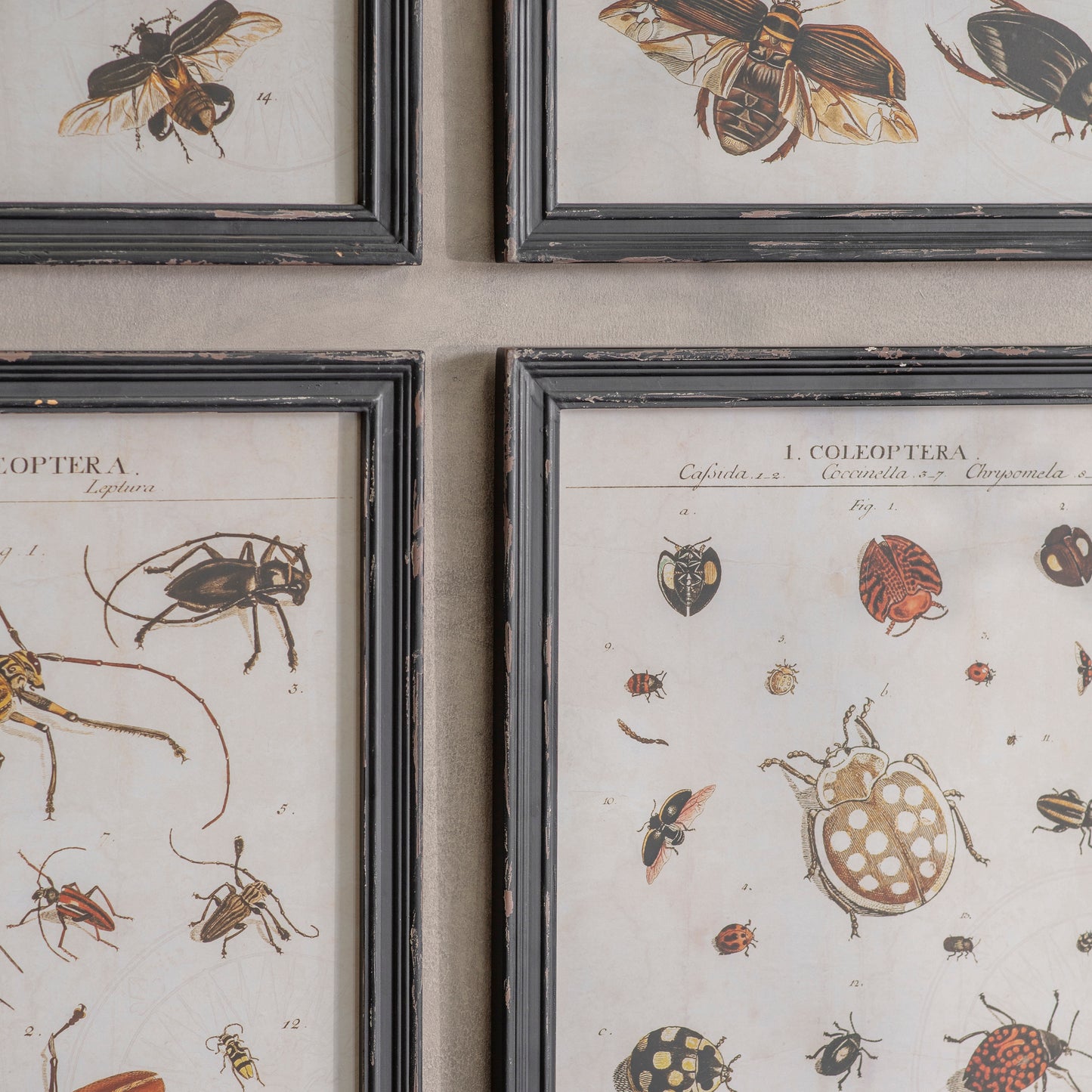 Woodstock Set of 4 Insect Framed Prints