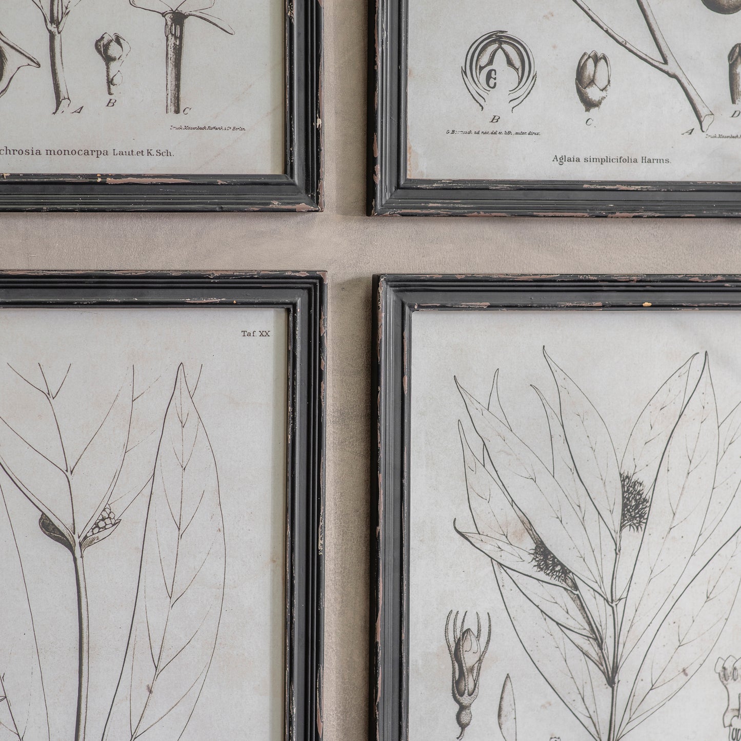 Ashmore Set of 4 Monochrome Botanical Framed Prints