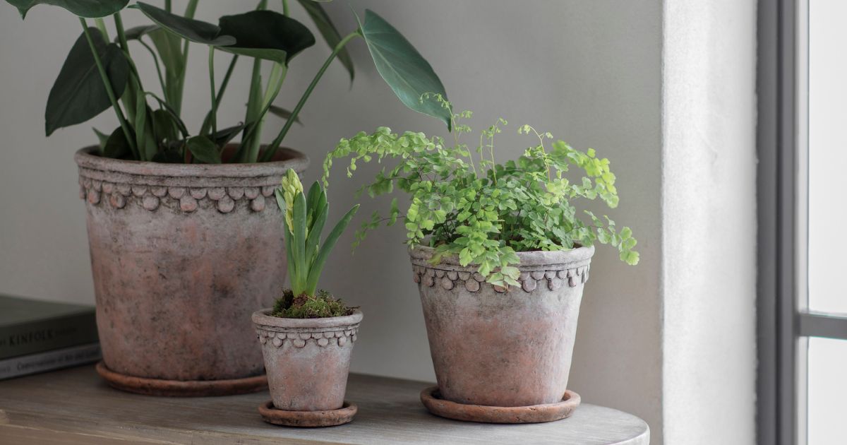 Gifts Under £50