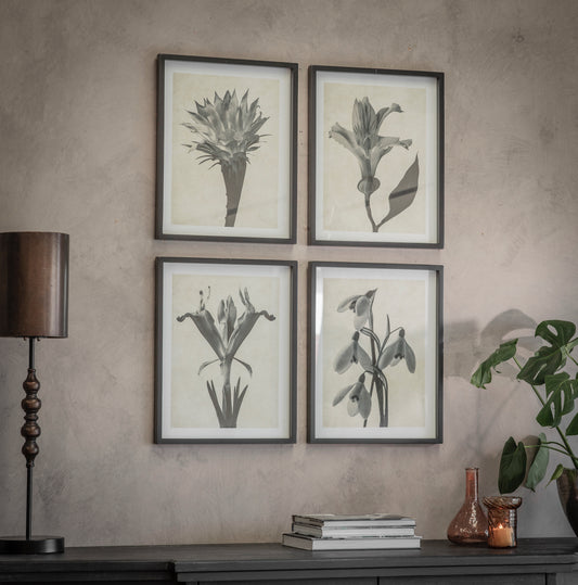 Ormington Set of 4 Flowering Bulb Framed Prints