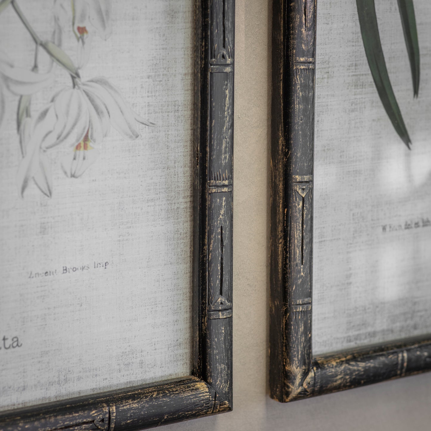 Ashmore Set of 2 White Orchid Framed Prints