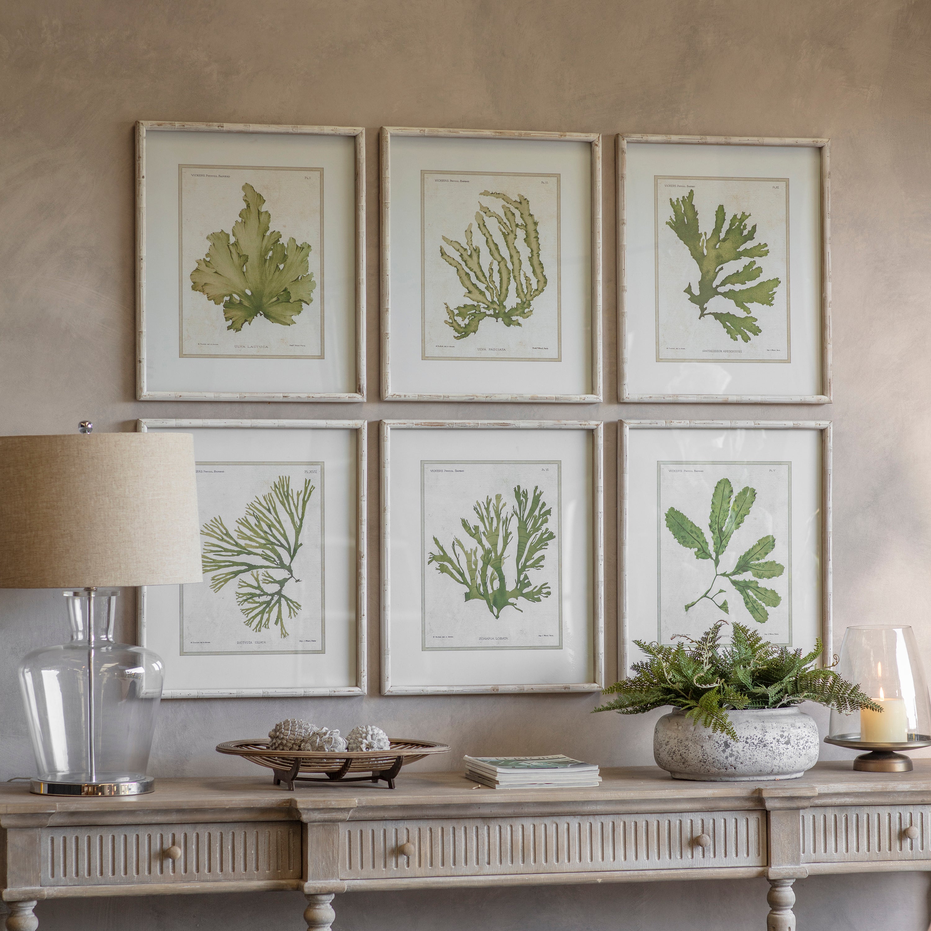 Ormington Set of 6 Aloe and Algae Framed Prints