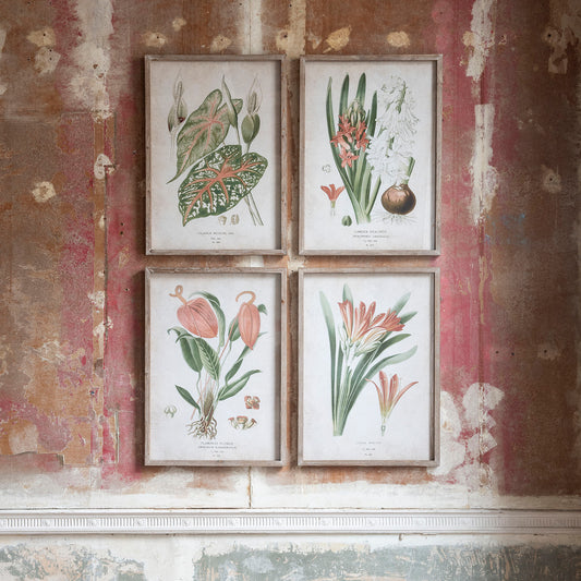 Ormington Set of 4 Botanical Framed Prints