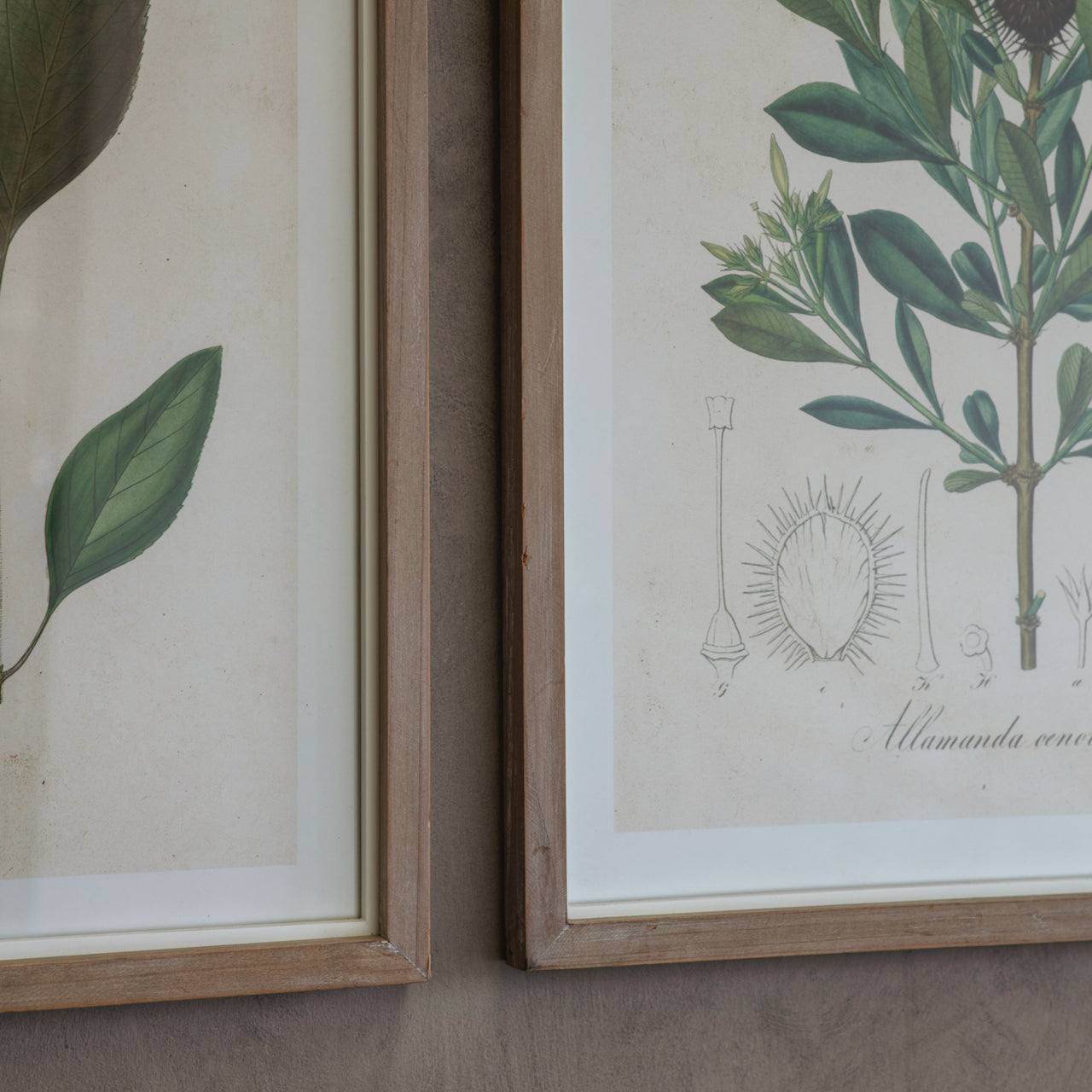 Ormington Set of 6 Wildflower Framed Prints