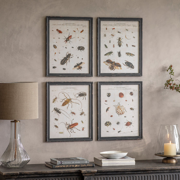 Woodstock Set of 4 Insect Framed Prints