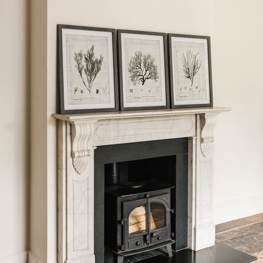Ormington Set of 3 Botanical Framed Prints