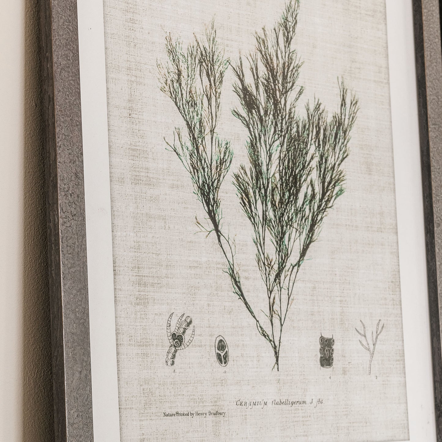 Ormington Set of 3 Botanical Framed Prints