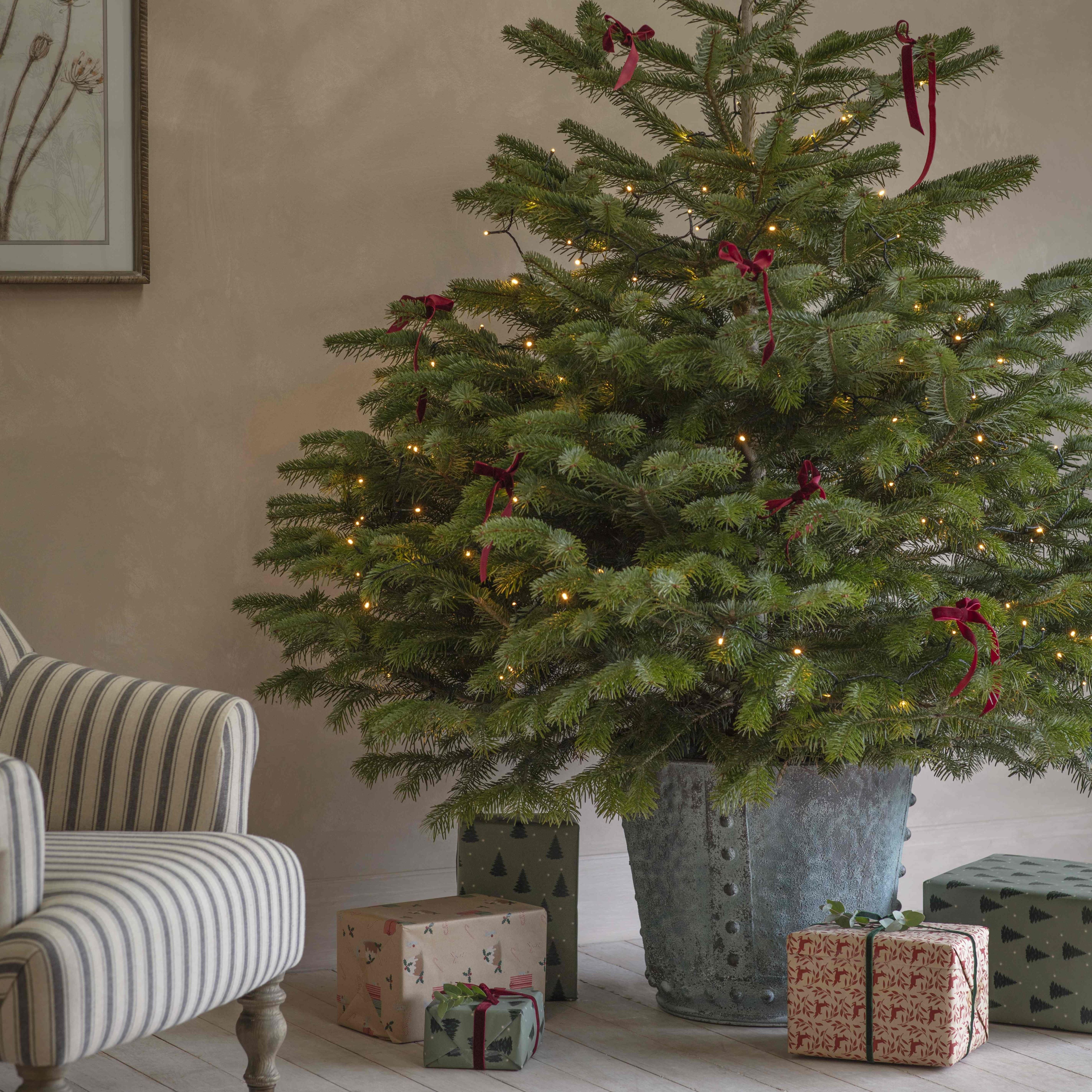 Pots with CharacterElevate your Tree Pots with Character