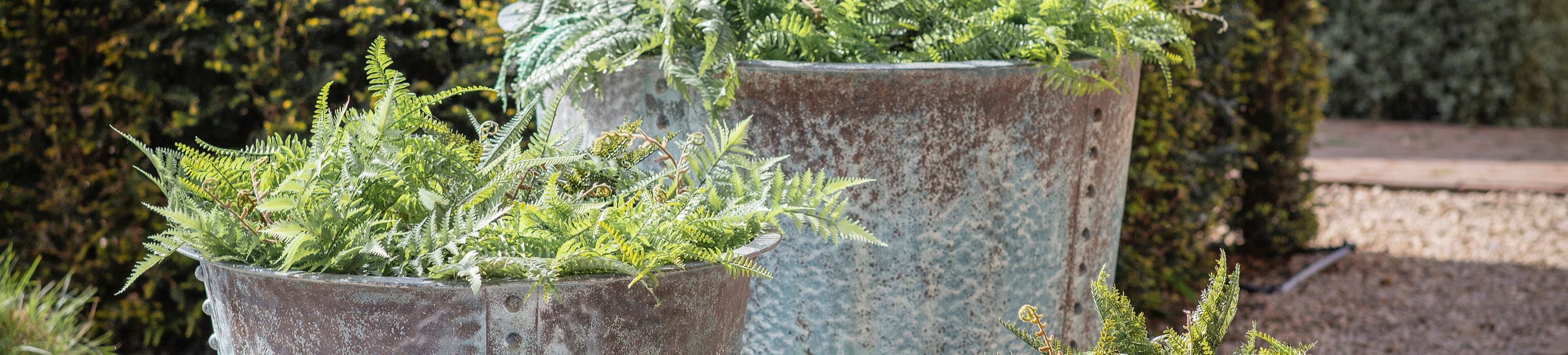 Pots, Planters & Troughs